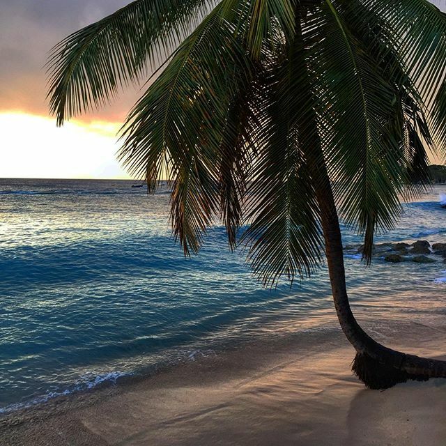 keilnelson's tweet image. That golden hour glow 😍 #palmtreeparadise