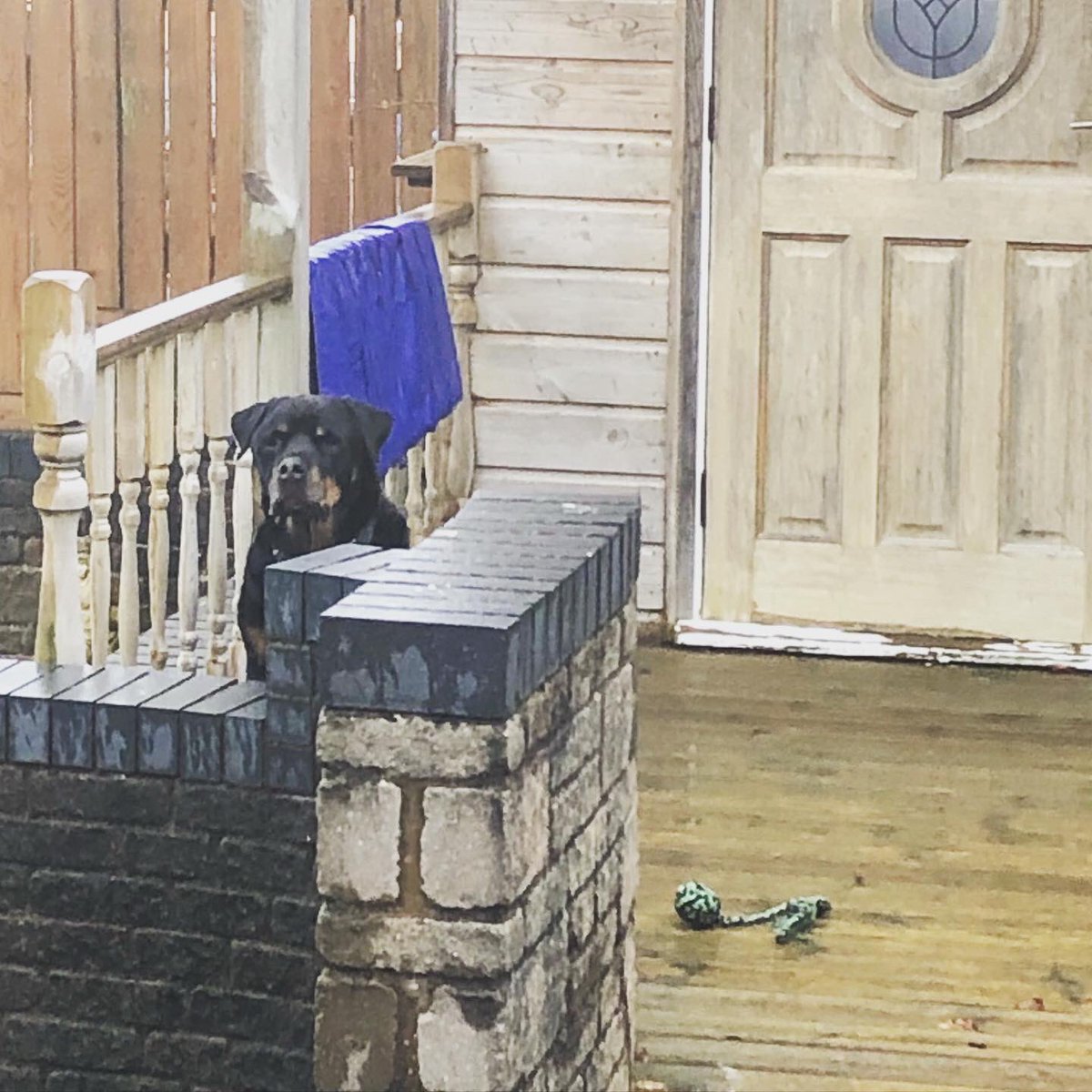 WinnieRescue's tweet photo. So apparently outside is safer as long as you keep your distance from humans, but don’t leave me. 🐾Kaiser 🐾 #rescuedogsofinstagram #outsidedog #bigdope #rottweiler #rottie #dogsofinstagram #doglovers #rescuerottie #anxietydog https://t.co/Lk2GwUDnGk