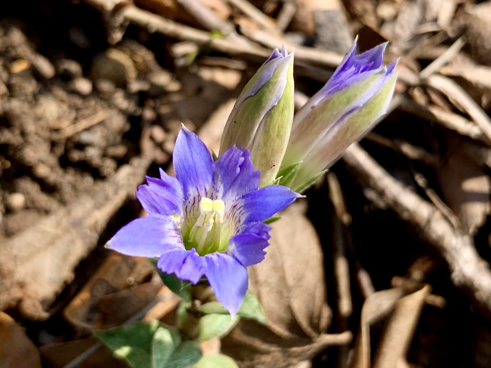 Cloudsailor 星羅の一日一花 フデリンドウ 筆竜胆 春に咲くリンドウ 花の閉じた状態が筆の穂先に似ているため 日当たりの良い草地や林縁などに生える よく似たハルリンドウは根元から分かれて咲く リンドウ科リンドウ属 日本 南千島からサハリン