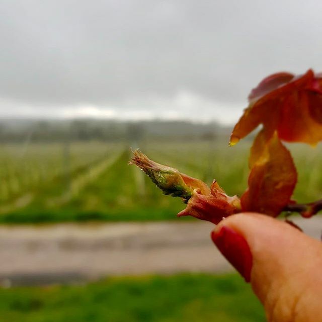 A little rose bud waiting to flower at Oastbrook - keep taking care of one another and  look forward to the brighter days ahead 🌹 ⠀
⠀
#rosebud #flower #takecare #chinup #oastbrookestate #idyllicretreat #sussexvineyardretreat #workinwine#englishvine… ift.tt/38XwdQ9