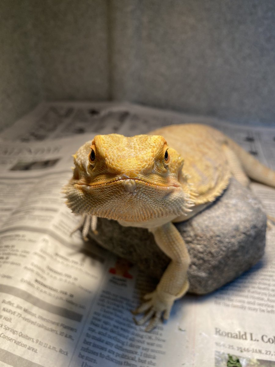 WildlifeEpiLab's tweet photo. To help everyone get through #humpday🐪, please choose a snoot to boop!... okay well maybe not the last one! 😬🐍
#boopthesnoot #humpdaymotivation #beardeddragon #silverysalamander #foxsnake #timber #rattlesnake https://t.co/r3uVFjggHK