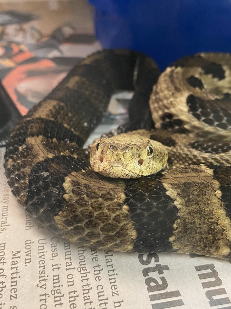 WildlifeEpiLab's tweet photo. To help everyone get through #humpday🐪, please choose a snoot to boop!... okay well maybe not the last one! 😬🐍
#boopthesnoot #humpdaymotivation #beardeddragon #silverysalamander #foxsnake #timber #rattlesnake https://t.co/r3uVFjggHK