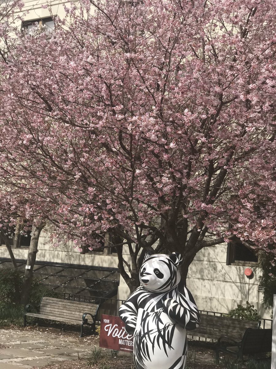 FantaAwNAFSA's tweet photo. In the midst of the COVID-19 activities, decided to seek some peace and tranquility. Went for a long walk on campus. Look what I found. A reminder to all to stop even for a brief moment and take a deep breath! Serenity is much needed! @AmericanU https://t.co/HMUaj2RdJb
