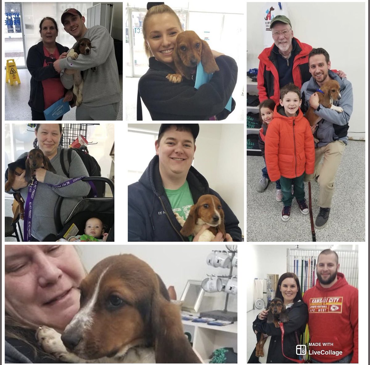 kcpetproject's tweet photo. We had 7 completely adorable Basset Hound puppies that all found forever families at our Zona Rosa location today. They got adopted FAST! #kcpptweetalong https://t.co/ZcXSAdWM5h