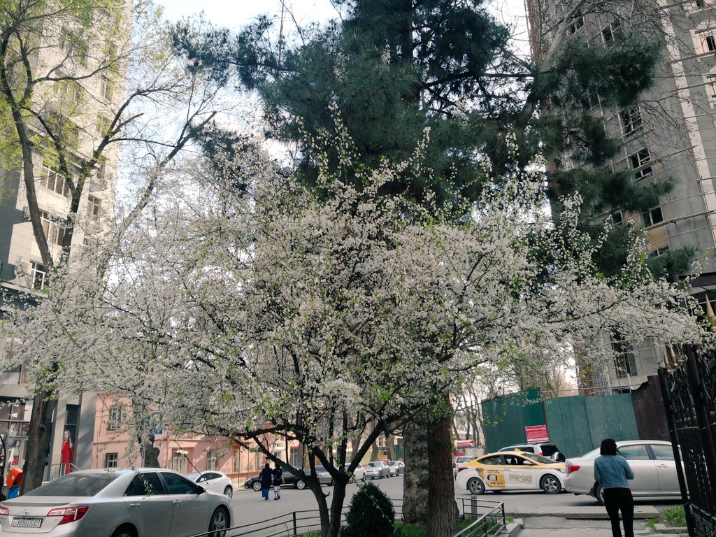 Dr_Shnaider's tweet photo. Last two weeks I had a great work session in Uzbekistan and Tajikistan with @salnoor_15. Unfortunately because of the coronavirus I had to cancel my trip earlier.
I'm highly sad to leave lovely and wonderful Central Asia, hope soon I will be here again and to see my best friends https://t.co/DAt4UH7GVW