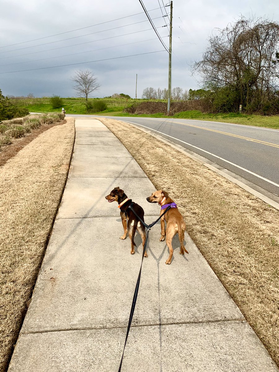 KimThePsych's tweet photo. #CommuteChallenge proposed by @CAMontgomeryEDU - Exercise for as much time that you commute every day. Happy that the weather cooperated so I could take a nice hour long walk with the pups! #FCSrising https://t.co/7g0F06YA4w