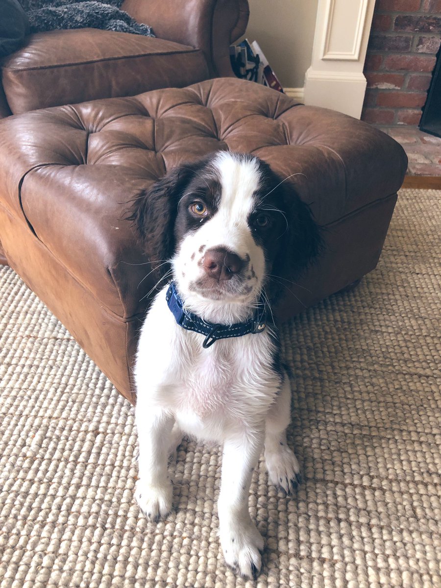 MrsGeissler's tweet photo. @LearNonsense Happy Birthday, Rosie from Buddy! 🎂🐶 https://t.co/W0oYEN3i0w