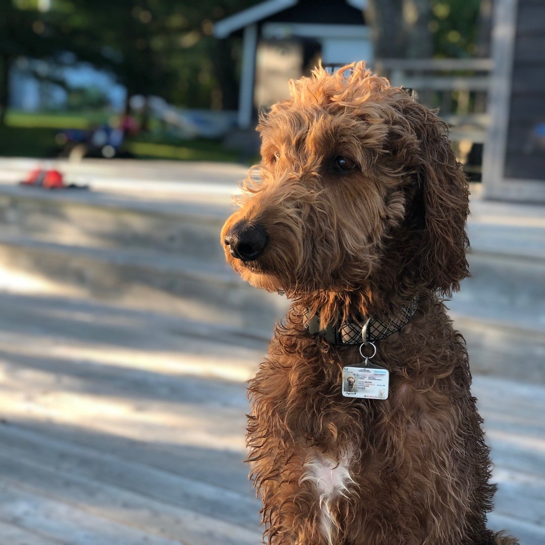 TagsforHope's tweet image. Sometimes Bowie just takes a moment. That's okay buddy, take as long as you need ❤️

#wisedogs #stunningdogs #handsomedogs #tagsforhopedogs #tagsforhope