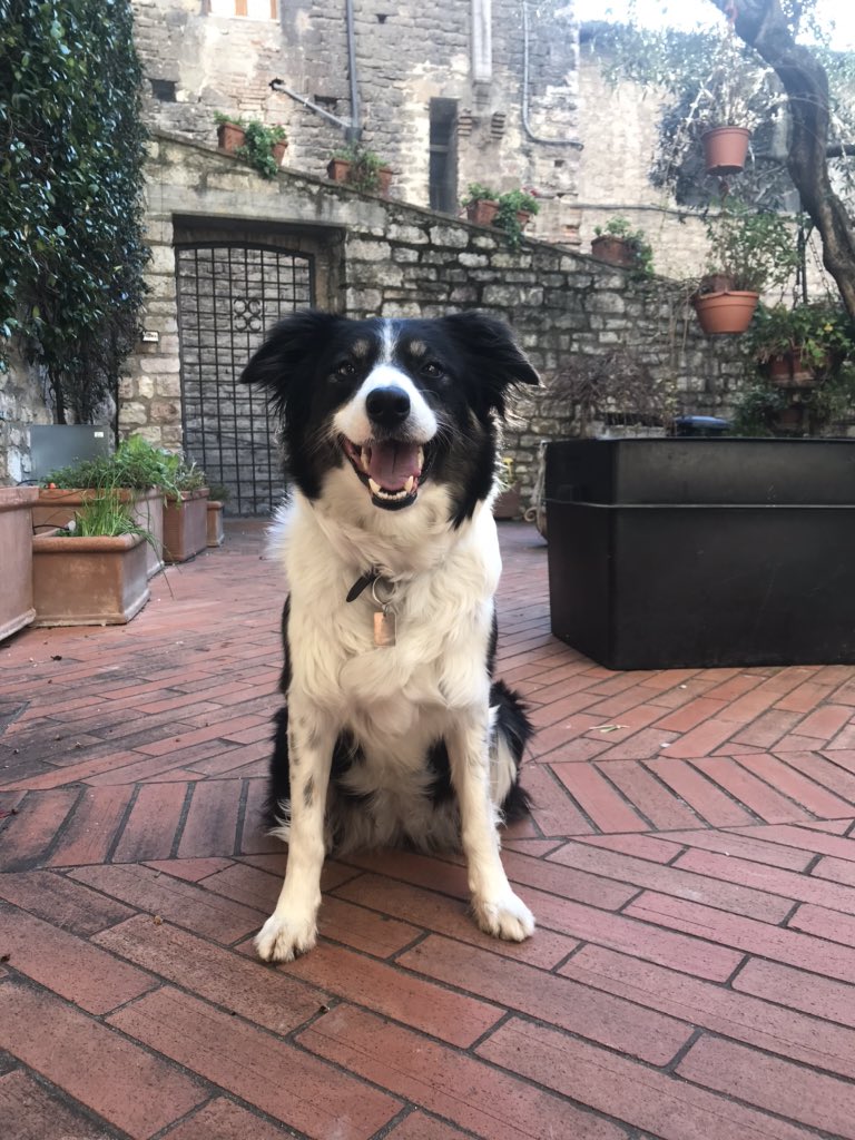 relaisducale's tweet photo. Io vi aspetto con affetto .
#relaisducalegubbio #gubbio #Umbria #italia #andratuttobene #bordercollie #iorestoacass https://t.co/b9xzN9fUmE