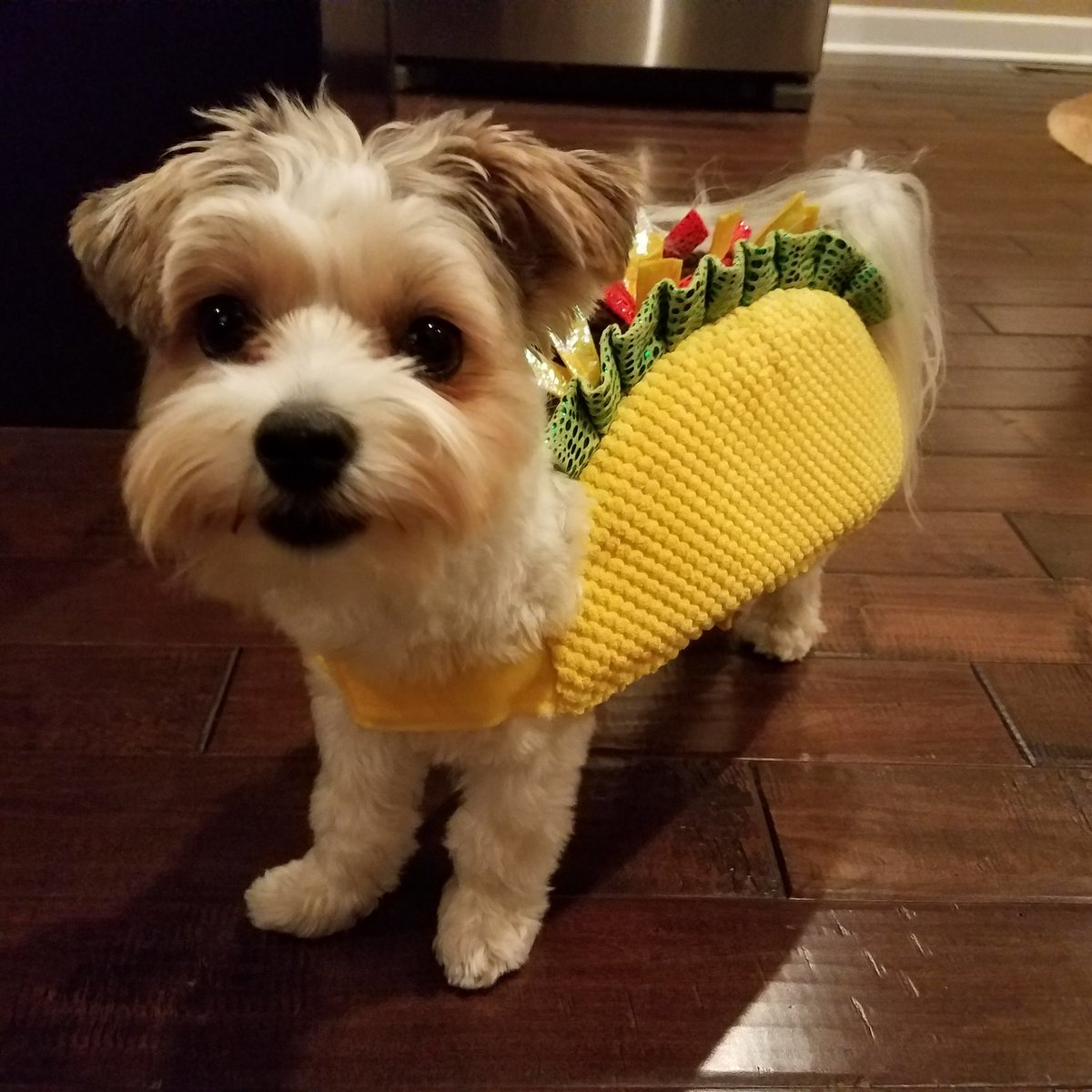 Kristin_Beaver's tweet photo. @chefbillfuller Eyes will be open! Thank you! I still need to find that Christmas card. In the meantime, here's a picture of my dog dressed like a taco https://t.co/joCFEcZOq7