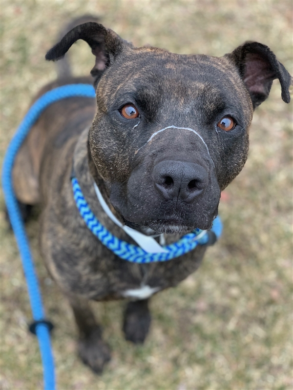 EMluvsPibbles's tweet image. ⚠️🆘CRITICALLY URGENT🆘⚠️
#BOBO ~ Only 18 Months old!!
Scheduled to be #EUTHANIZED for shelter behavioral decline &amp;amp; being heart worm positive🥴
&quot;He’s good &amp;amp; quiet in his kennel, but seems scared&quot;🥺

👉#MEDICALPLEDGE #RESCUE #ADOPT #NOKILL💉⛔️

facebook.com/guardiansforth…
Columbus, OH