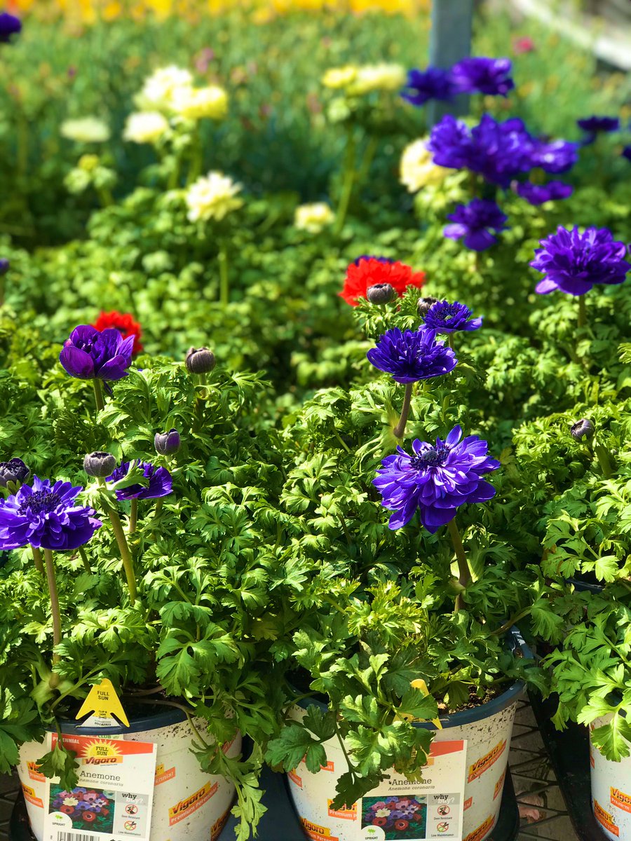 PPS_Melanie's tweet photo. We got some beautiful new plants in today!!
@PPS_MarkS  @PPS_April @PPS_Mitchell @PPSinHD https://t.co/ZXLMHlJylK