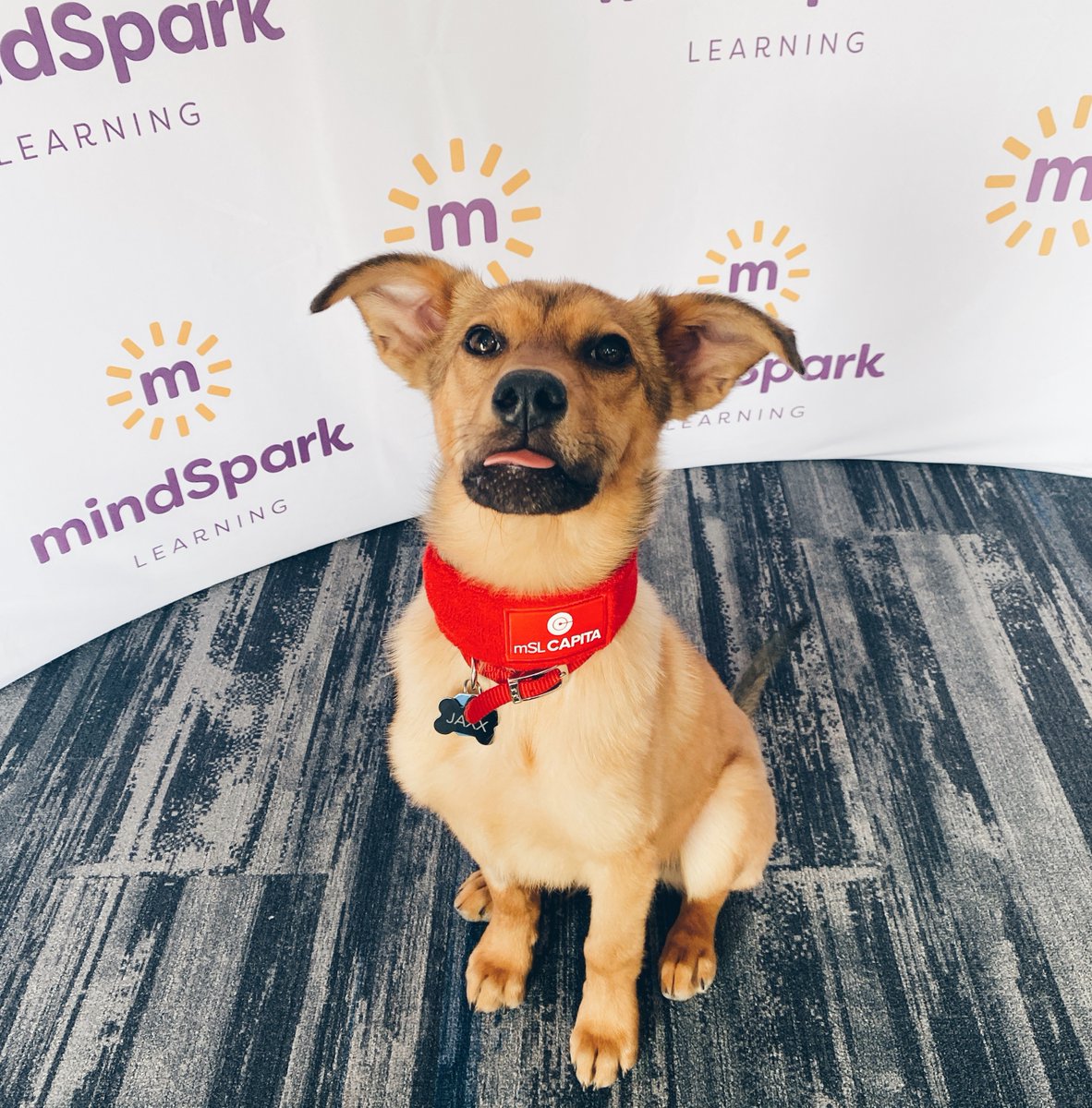 mymindspark's tweet photo. We know it's a ruff time right now but mSL is here for you. Reach out if you have any questions or concerns. The mindSpark team is ready to help. Spread #positivity and tag us in your pet's photos! 🐶 #mSL #SparkOn #BarkOn #k12 #educators https://t.co/MqRK2RLgRn