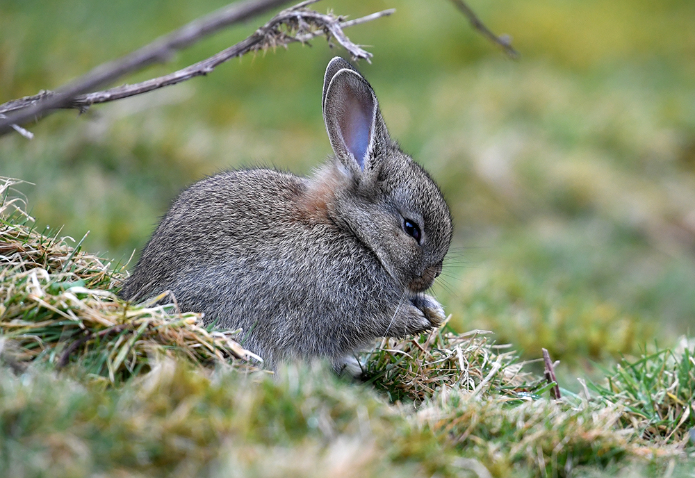 andyjonesfoto1's tweet photo. Rabbit kit, Hope Valley, Derbyshire - 18th March 2020. @Natures_Voice @peakdistrict @PeakDistrictNT #rabbitkit #rabbit #peakdistrict #Derbyshire https://t.co/CyM1Bc9ghw