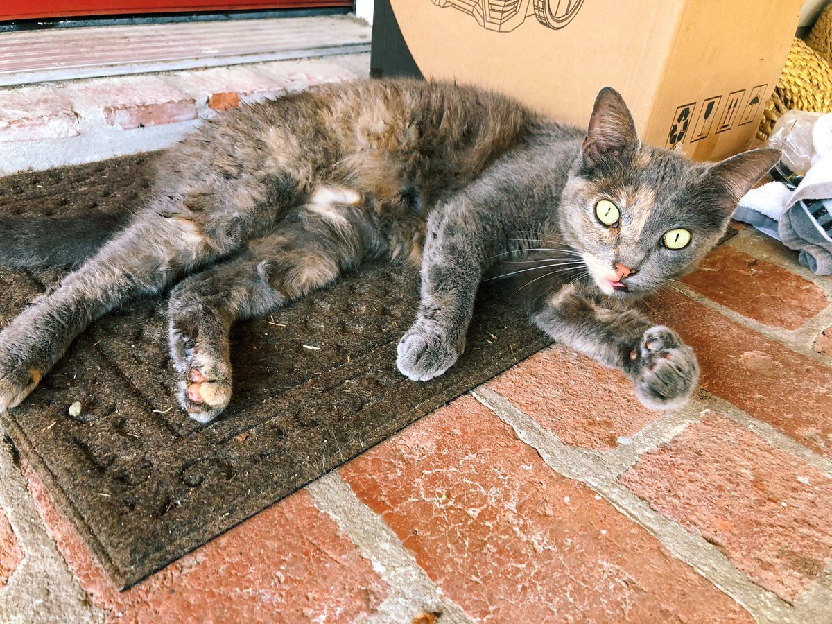natalienewbug's tweet photo. I think I’m a cat mom now https://t.co/kvPYpAXc7Q