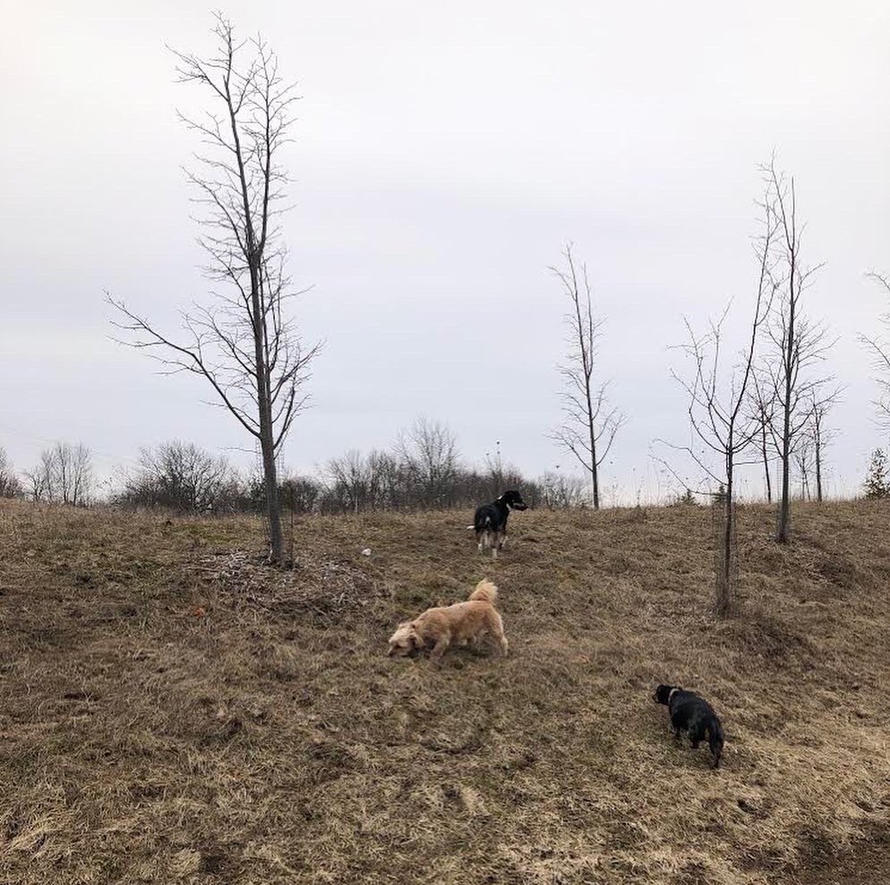 uprunningguelph's tweet image. Diana enjoyed a #SoloButSocial walk outdoors this afternoon with her three adorable pups! Trail companions come in all shapes, sizes and fluffiness levels! #TakingStepsTogether #ApartButTogether