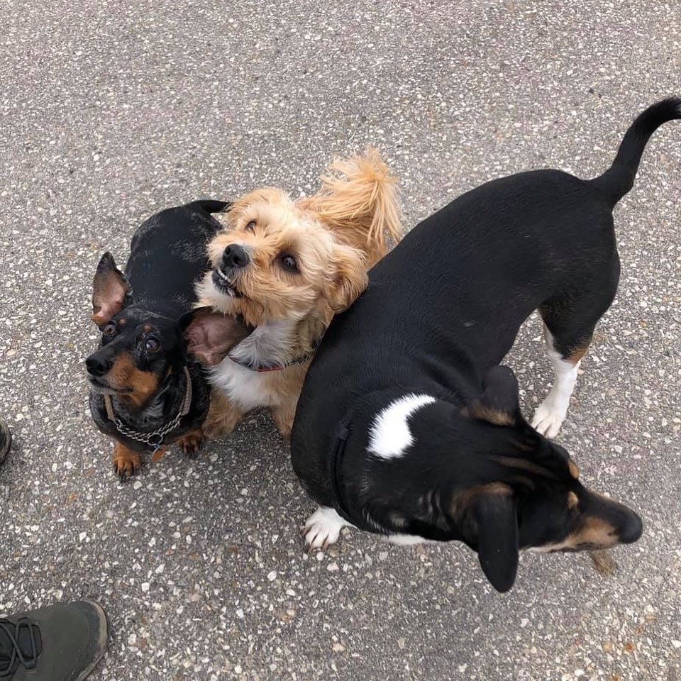 uprunningguelph's tweet image. Diana enjoyed a #SoloButSocial walk outdoors this afternoon with her three adorable pups! Trail companions come in all shapes, sizes and fluffiness levels! #TakingStepsTogether #ApartButTogether