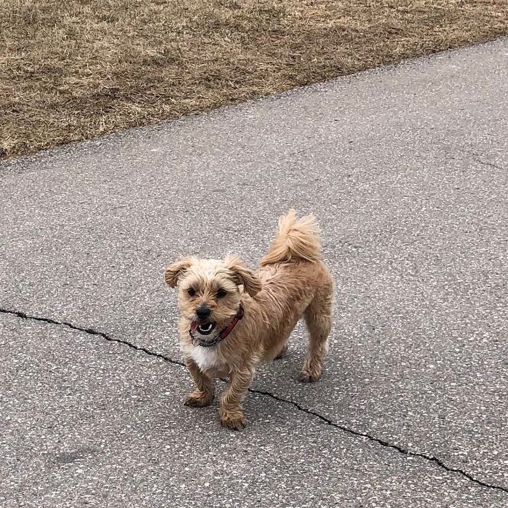 uprunningguelph's tweet image. Diana enjoyed a #SoloButSocial walk outdoors this afternoon with her three adorable pups! Trail companions come in all shapes, sizes and fluffiness levels! #TakingStepsTogether #ApartButTogether