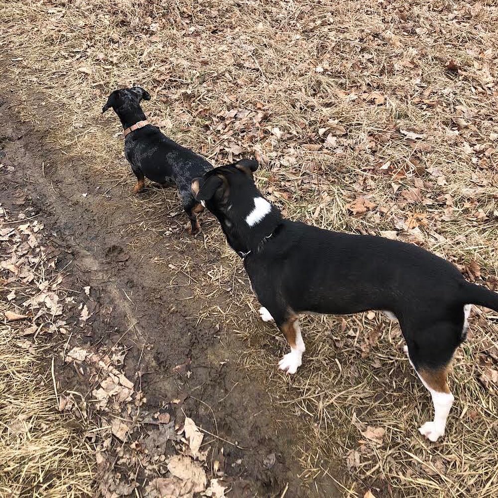 uprunningguelph's tweet image. Diana enjoyed a #SoloButSocial walk outdoors this afternoon with her three adorable pups! Trail companions come in all shapes, sizes and fluffiness levels! #TakingStepsTogether #ApartButTogether