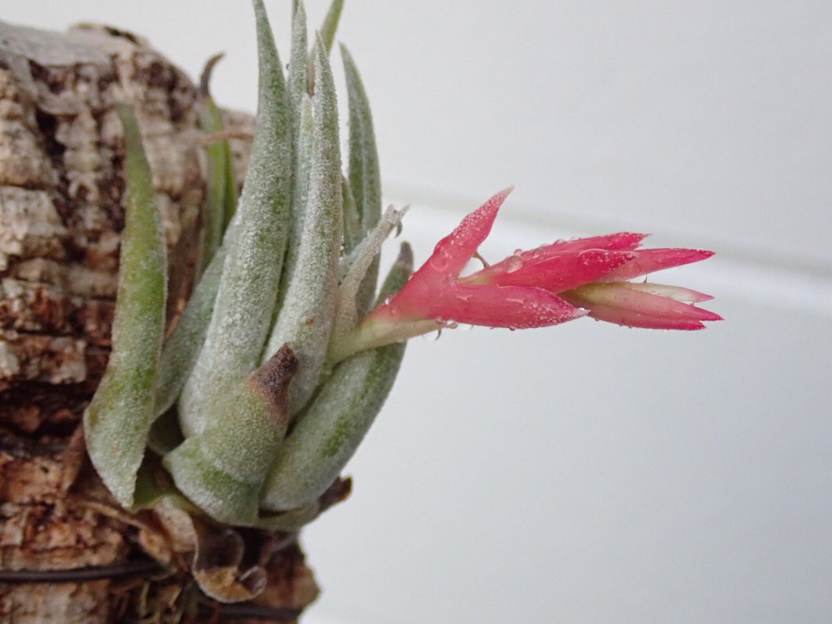 Tillandsia brachyphylla チランジア・ブラキフィラ□エアプランツEP