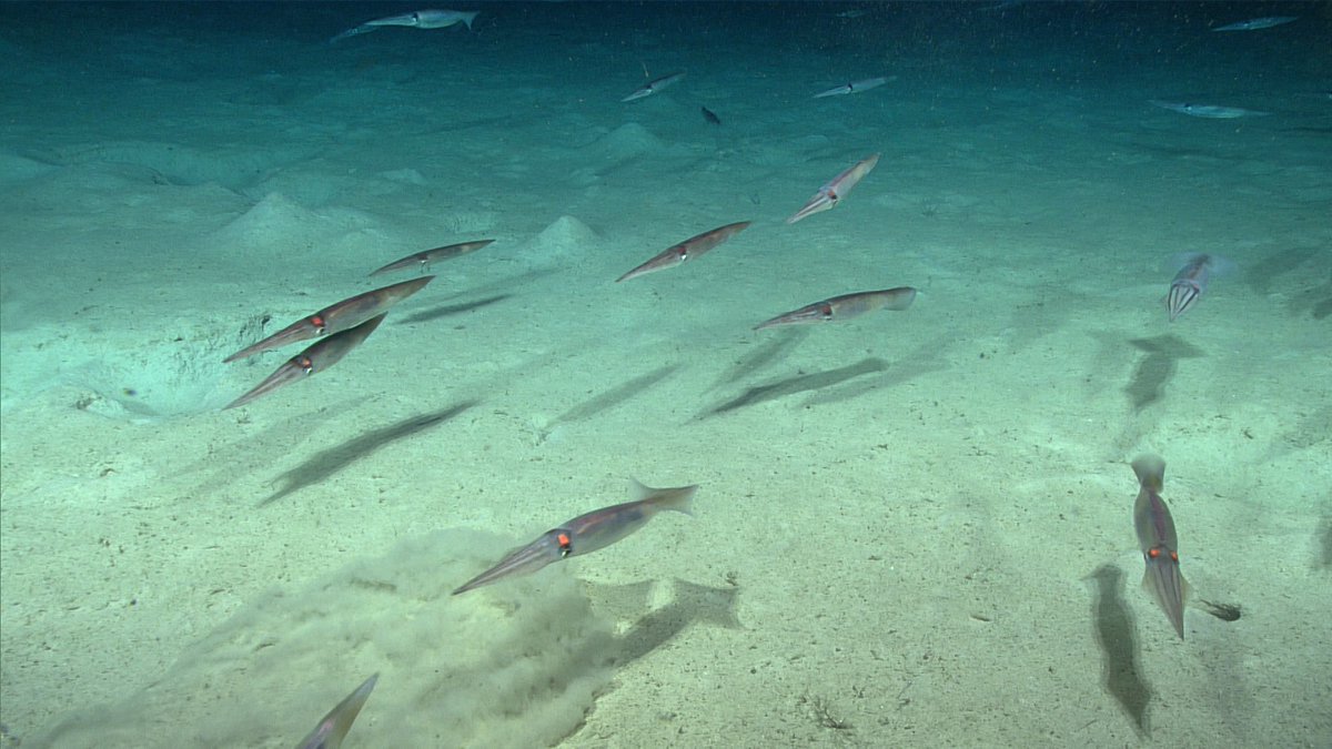 DeepSeaImage's tweet image. These troublemaking squid were constant companions  for the scientists during Dive 09 of the 2019 Southeastern U.S. Deep-sea Exploration, stirring up sediment and casting shadows as they zoomed in front of the cameras!
📷NOAA
#deepsea #MarineLife #squid #seafloor