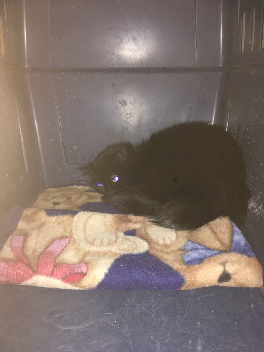 feraltofriendly's tweet photo. So these three intakes were not thriving in a large shelter setting. They were scheduled to be euthanized tomorrow so we agreed to take rhem and be their last chance. Meet Elvis, Corona and Pan(demic) #rescue #rescuecats #feralcats #rescuecatsoftwitter @Leapin_Lena https://t.co/NrWqxXW4xh