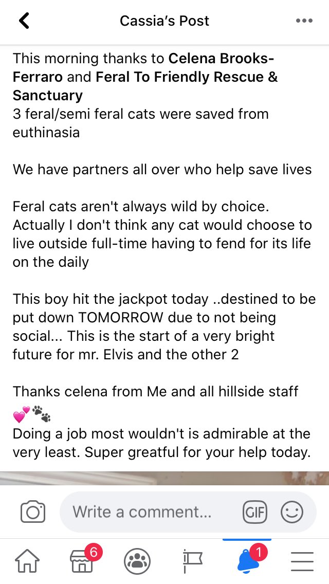 feraltofriendly's tweet photo. So these three intakes were not thriving in a large shelter setting. They were scheduled to be euthanized tomorrow so we agreed to take rhem and be their last chance. Meet Elvis, Corona and Pan(demic) #rescue #rescuecats #feralcats #rescuecatsoftwitter @Leapin_Lena https://t.co/NrWqxXW4xh
