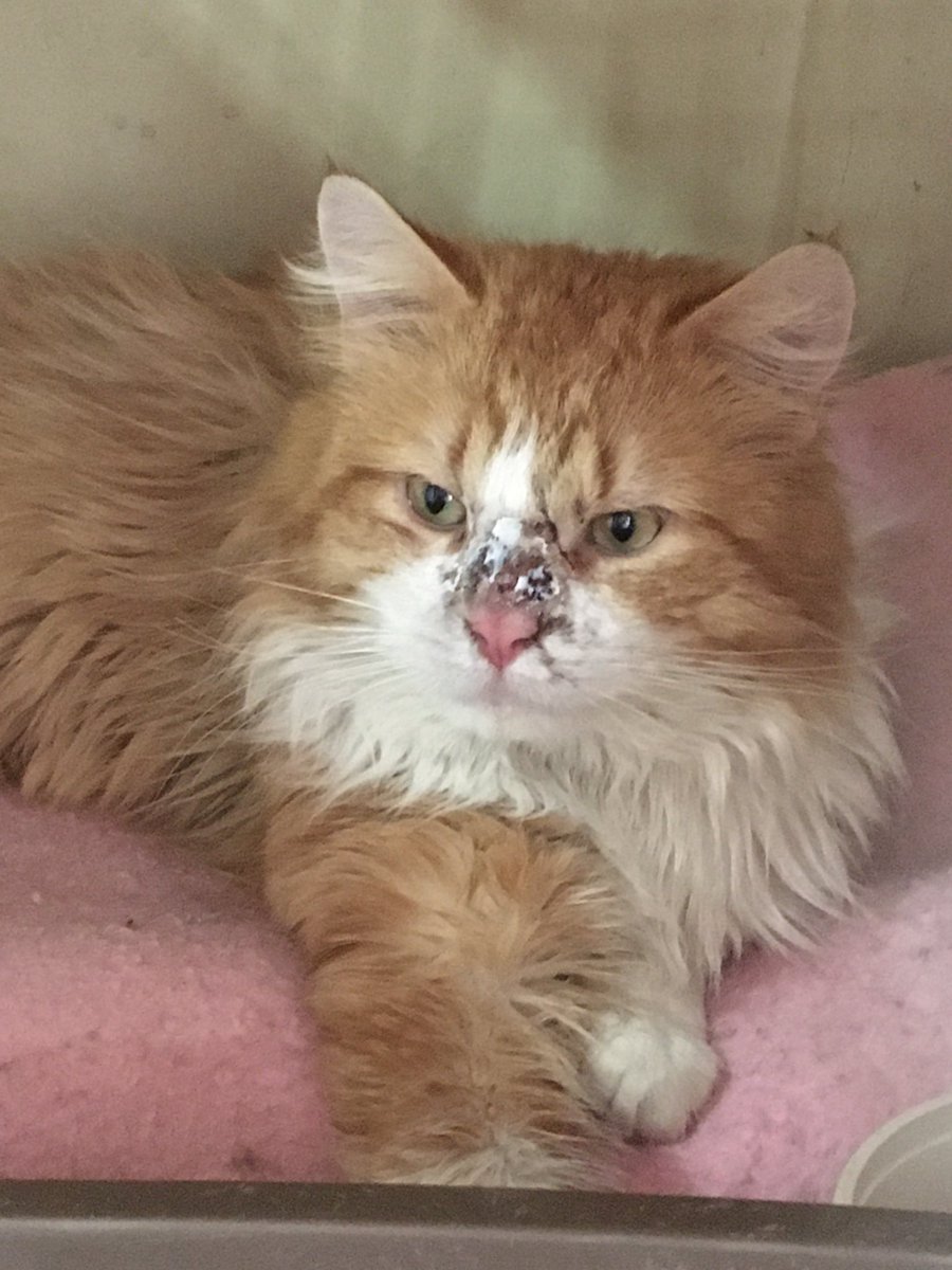 feraltofriendly's tweet photo. So these three intakes were not thriving in a large shelter setting. They were scheduled to be euthanized tomorrow so we agreed to take rhem and be their last chance. Meet Elvis, Corona and Pan(demic) #rescue #rescuecats #feralcats #rescuecatsoftwitter @Leapin_Lena https://t.co/NrWqxXW4xh