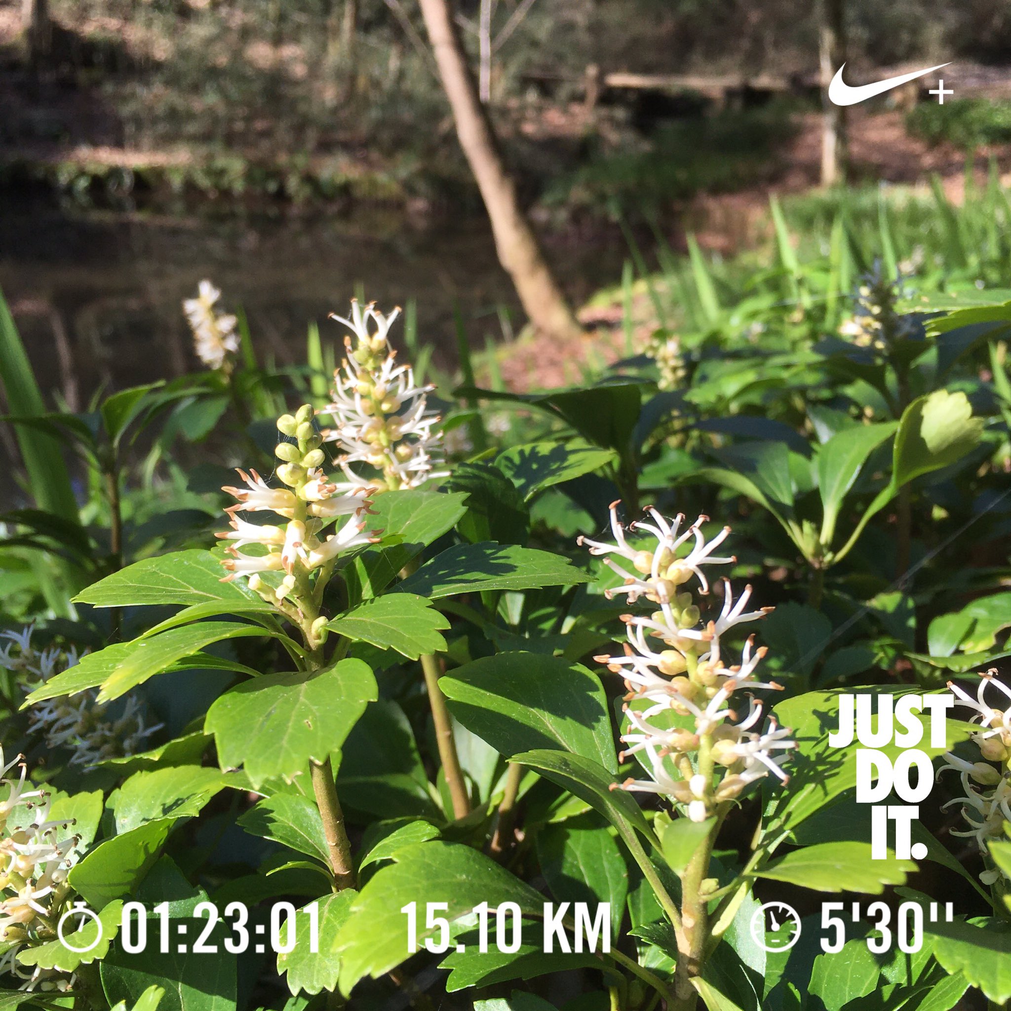 フッキソウ Twitter Search Twitter