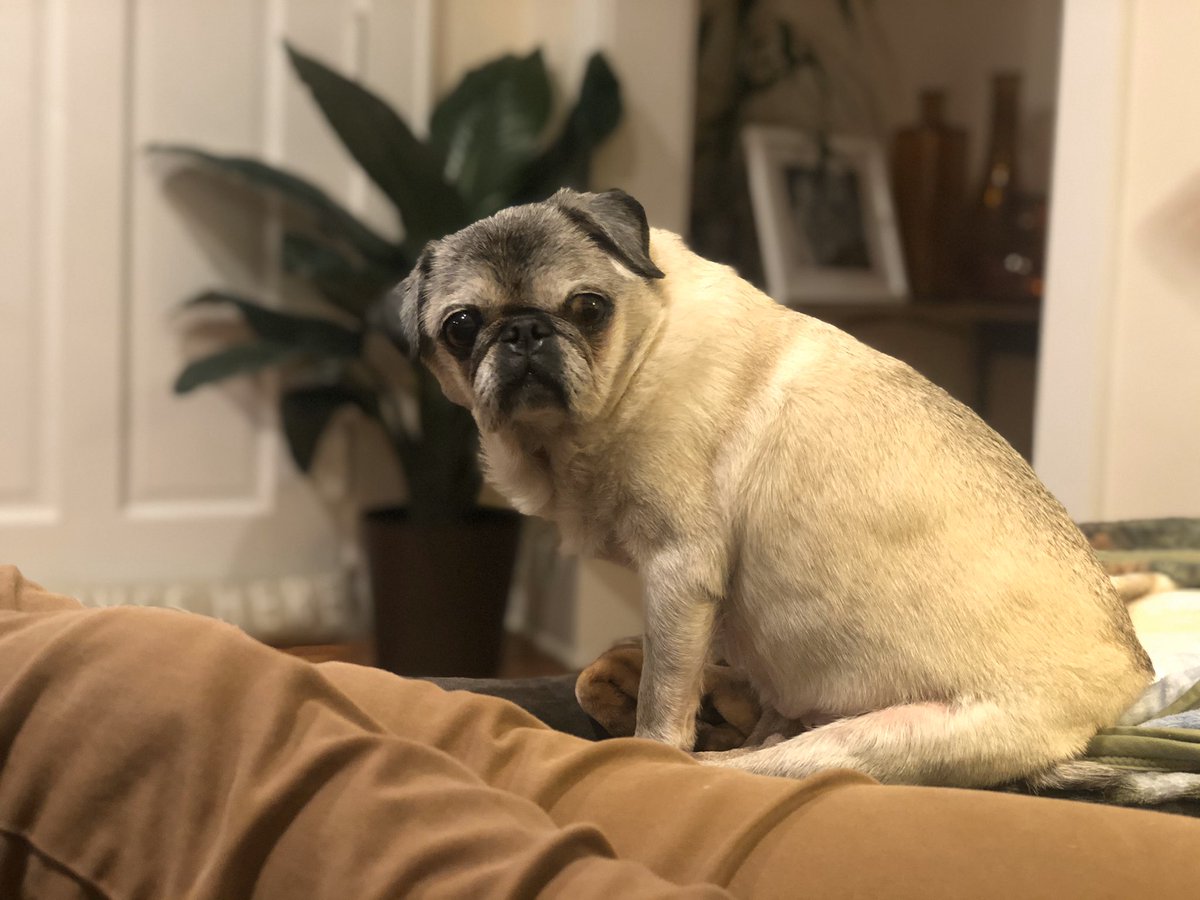 A1: I’m very helpful with the parents trapped at home. I make sure to always scream when they are on calls and snore really loud when they are trying to focus!  #PugChat