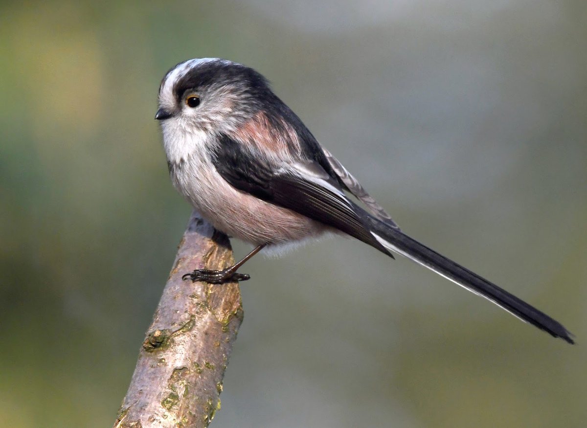 Long Tailed Tit. Cute tiny birds, usually wandering the countryside in small flocks, constantly calling to each other.They visit gardens looking for bugs and spiders, but will visit feeders and bird tables and especially like fat and seed mix. #SelfIsolationBirdWatch 