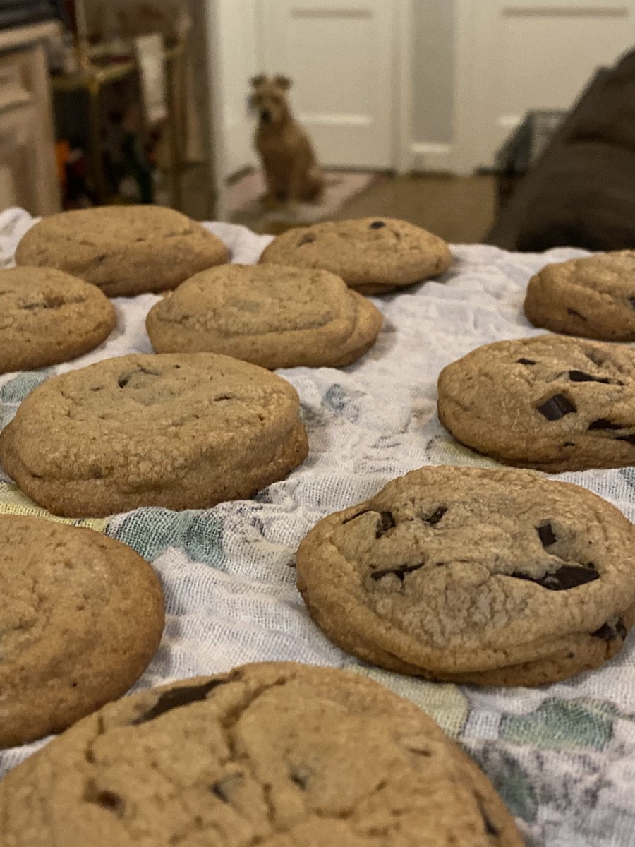 Day  — as the official batter taster, I am choosing to take full credit for the taste of these cookies ( @joslinschultz is fully responsible for these delicious cookies)SCOUT clearly wants some ...