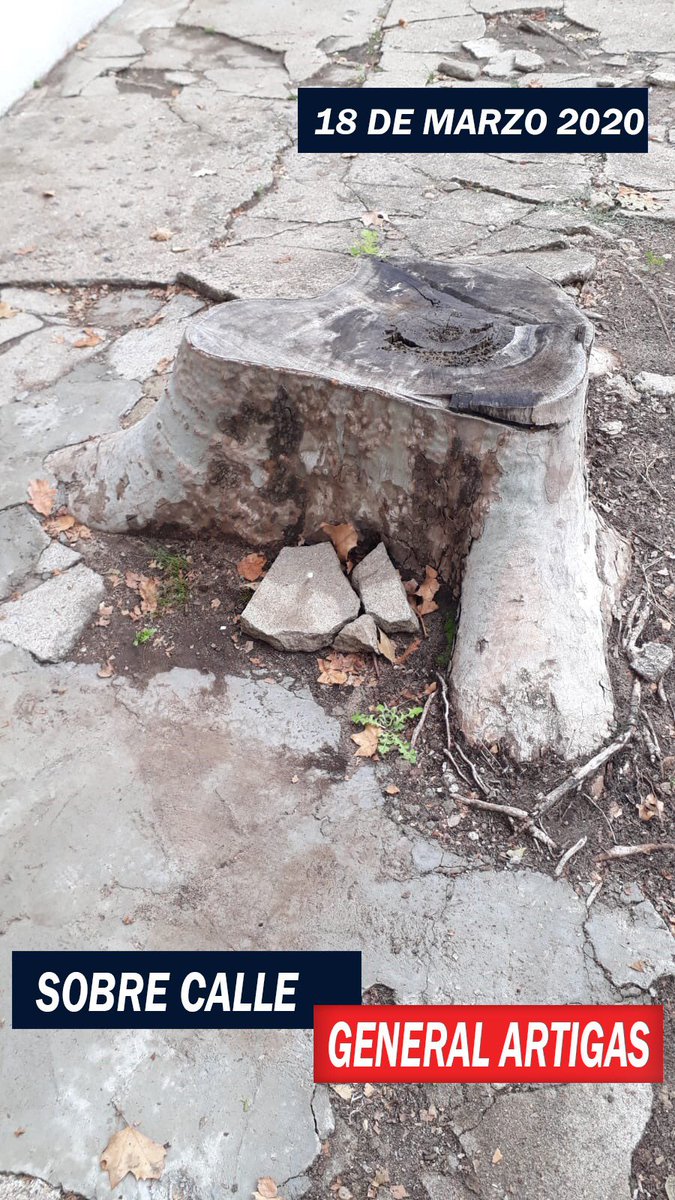 alex_Alcalde2's tweet photo. Por un municipio que controle los árboles de gran porte que destruyen veredas, en mayo #VotáRenovación.
El "Profe" ALCALDE https://t.co/XAzx45Ebqk