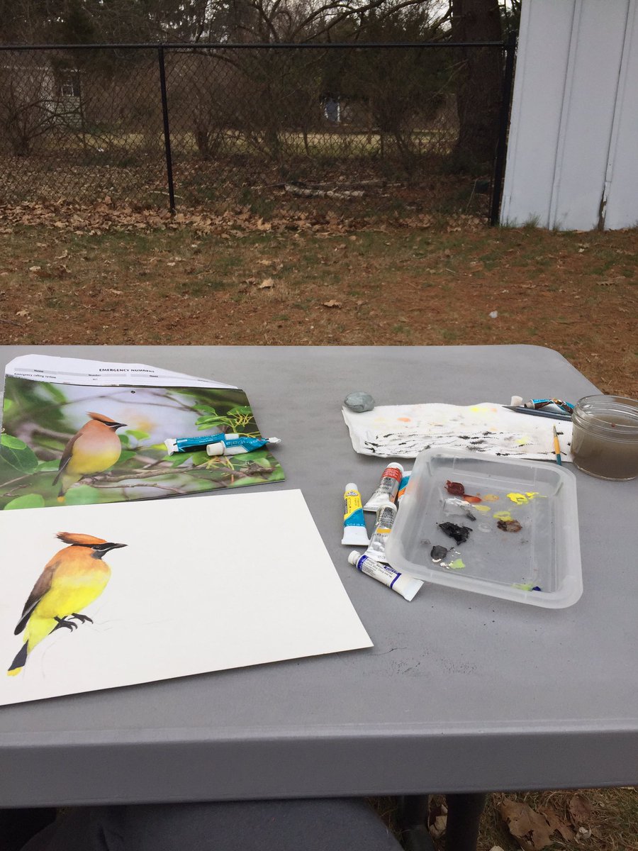 mlkarasik's tweet photo. Spent the day listening to northern cardinals with their distinctive “birdie birdie birdie” call and painting my favorite UConn bird, the cedar waxwing #birdclass https://t.co/VYpa2EjiSq