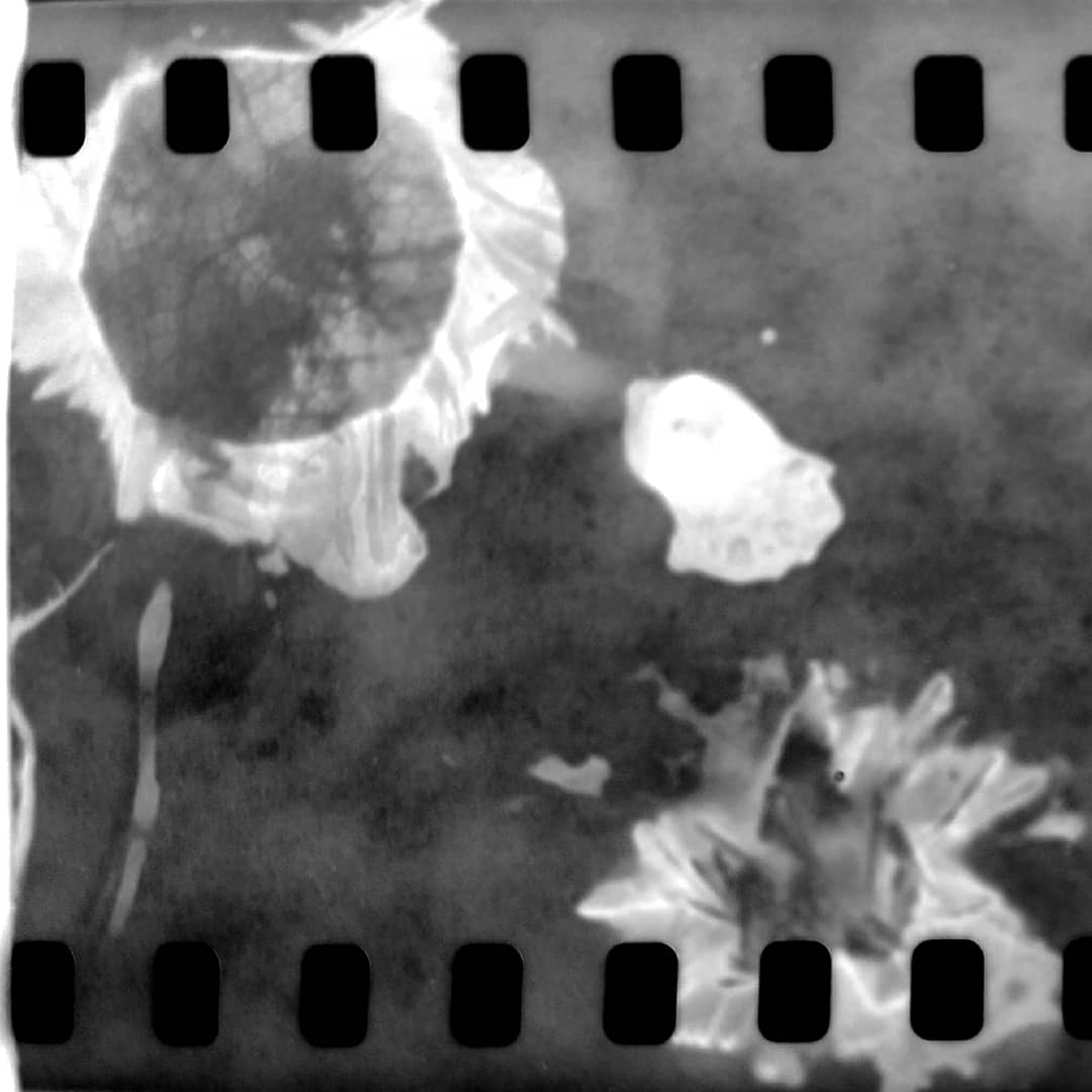 mingyarb's tweet photo. "Covid_19 analogic" #altprocess #Covid_19 #photograms #artphoto #alternativephotography #covid_19art #phytograms #photographyblackandwhite #byn https://t.co/q2oJfp3ghs