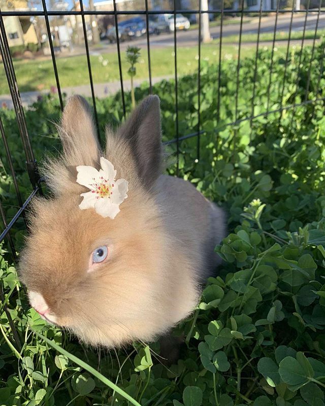 As Finals are coming to a close and everyone’s enjoying social distancing, our mascot and rehearsal bunny Filbert wishes everyone a happy spring break!