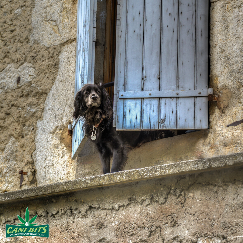 CaniBits's tweet photo. Who needs an alarm system when you have a watch dog? https://t.co/gqBQgd4Zep