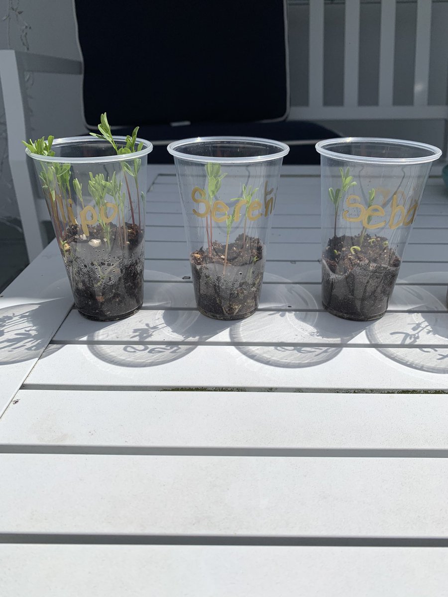 michellenavetta's tweet photo. #PlantMom reporting 🎙a #LatePost from the scene of #MissNavettasClass lentil growth FY20
Seeing spectacular development in height🌱of these determined little seeds!
Now to research📚what to do after they’re done growing!
Thinking🤔soup, or maybe even Indian dal!🍲🥙 
#TeamHagen https://t.co/IMDpTazj4V