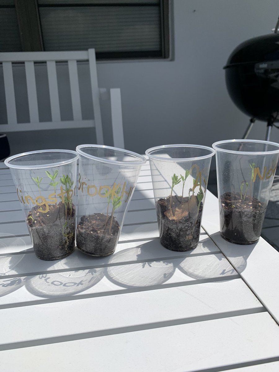 michellenavetta's tweet photo. #PlantMom reporting 🎙a #LatePost from the scene of #MissNavettasClass lentil growth FY20
Seeing spectacular development in height🌱of these determined little seeds!
Now to research📚what to do after they’re done growing!
Thinking🤔soup, or maybe even Indian dal!🍲🥙 
#TeamHagen https://t.co/IMDpTazj4V