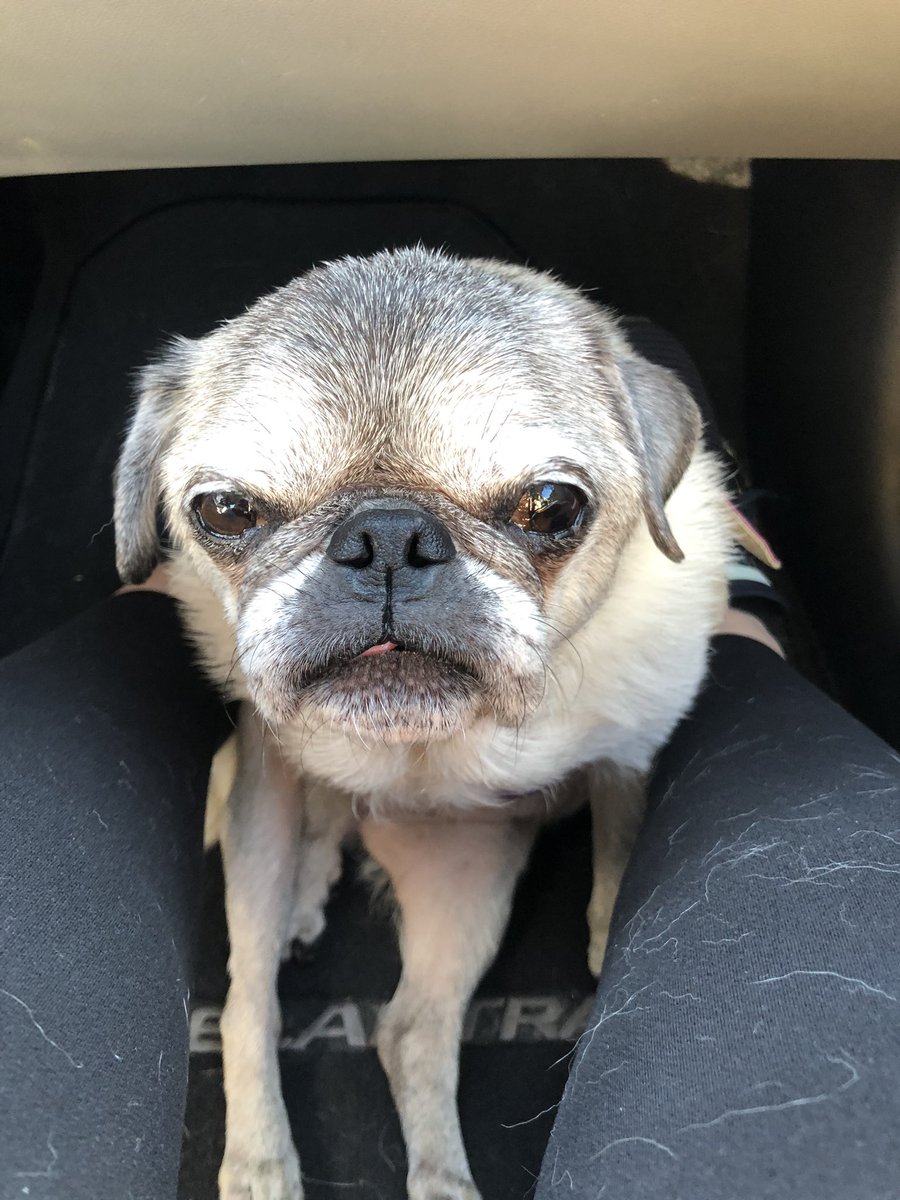 A3: I’m very bossy. #pugchat