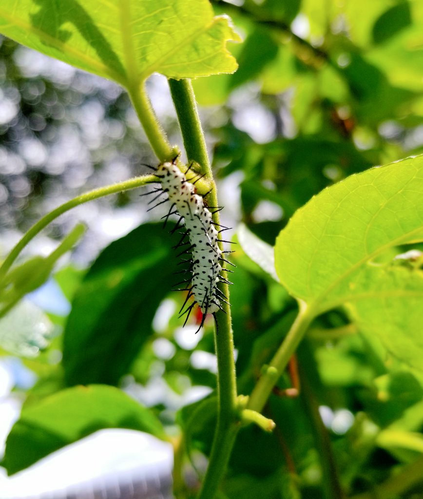 Globetoppers's tweet photo. There's two!! #zebrabutterfly #larvae #caterpillars #butterflies #passionvine #SouthFlorida #potted 
#plantandowner #micro #macro #views https://t.co/bJuwSReCpE
