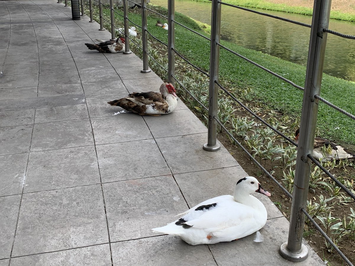 DZMMTeleRadyo's tweet photo. Maski mga bibe, marunong mag-social distancing.

Sa UP Technohub sa Quezon City, makikita ang mga bibeng ito na magkakalayo habang nagpapahinga. | via @zhandercayabyab #COVID19 https://t.co/T80mVFn0Sm