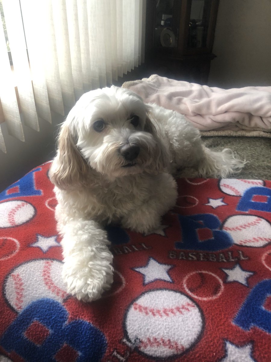 DominicScianna's tweet photo. Our Blizzard gave us just short of 9 years of true love & happiness. The most loyal cocker spaniel & poodle mix ever. He was our pride & joy. Love โค๏ธ you Blizzeroo. Canโt imagine our life without you. #RIPBLIZZ https://t.co/I2gqYBXCBR