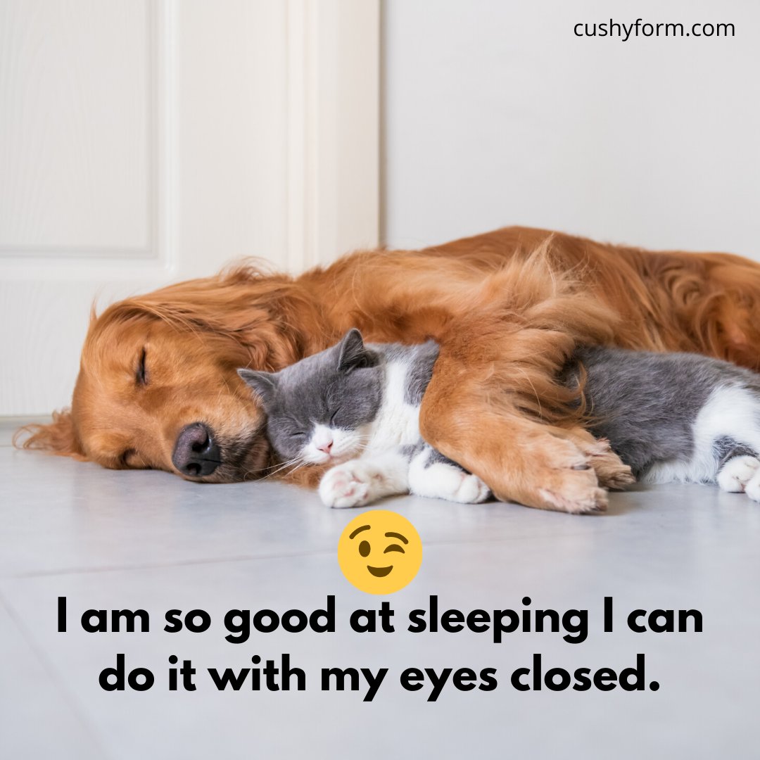 CushyForm's tweet image. Cushy Form provides expert sleeping tools for experts at sleep! 😉 
bit.ly/2MqCRmv #sleepexperts #sleeptools #piloows