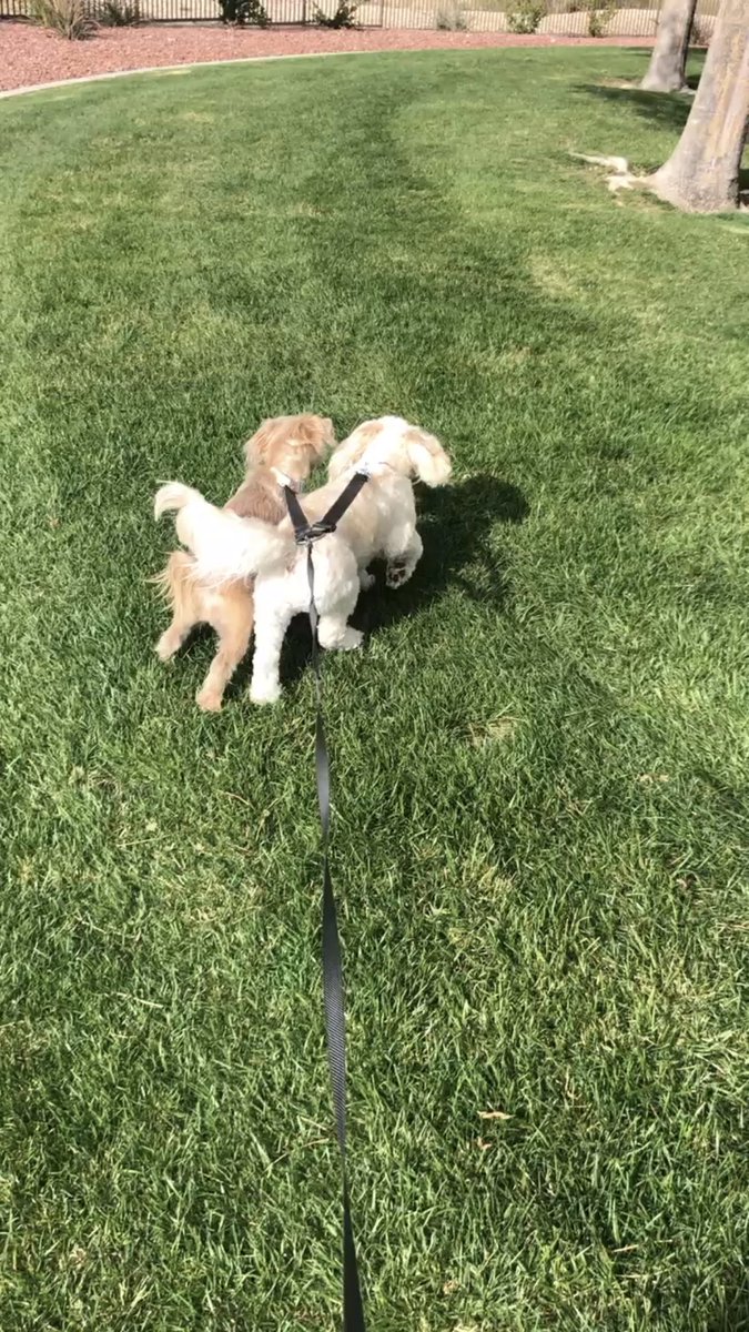 JudgeChrisLee's tweet image. Is it Day 1 or Day 50?! Maybe we are peaking too early. #paceyourself #onlineschooling #homeschoollife #telecommuting