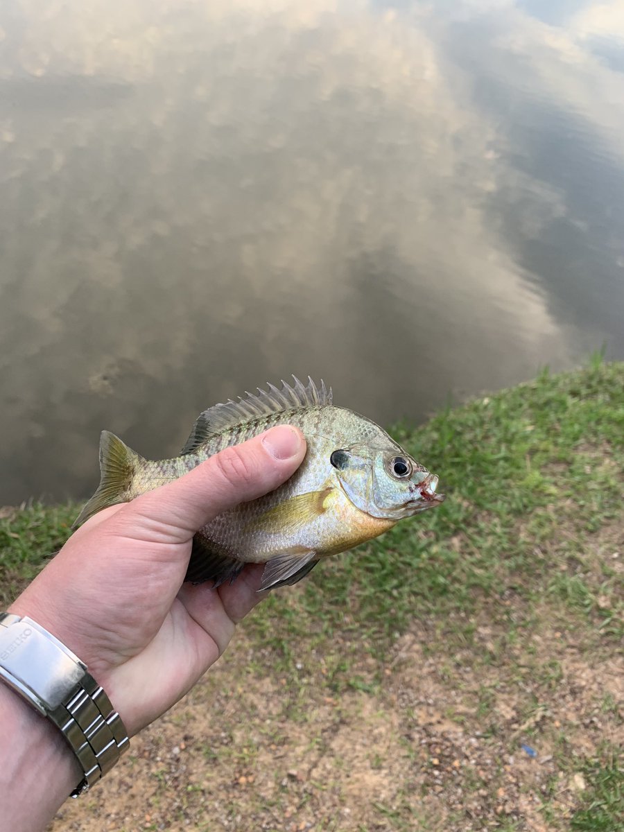 FishingwithD's tweet photo. Productive evening #PanFishDan #OnAngler #PanfishingwithDan @angler_on https://t.co/ah9MPGf6Es
