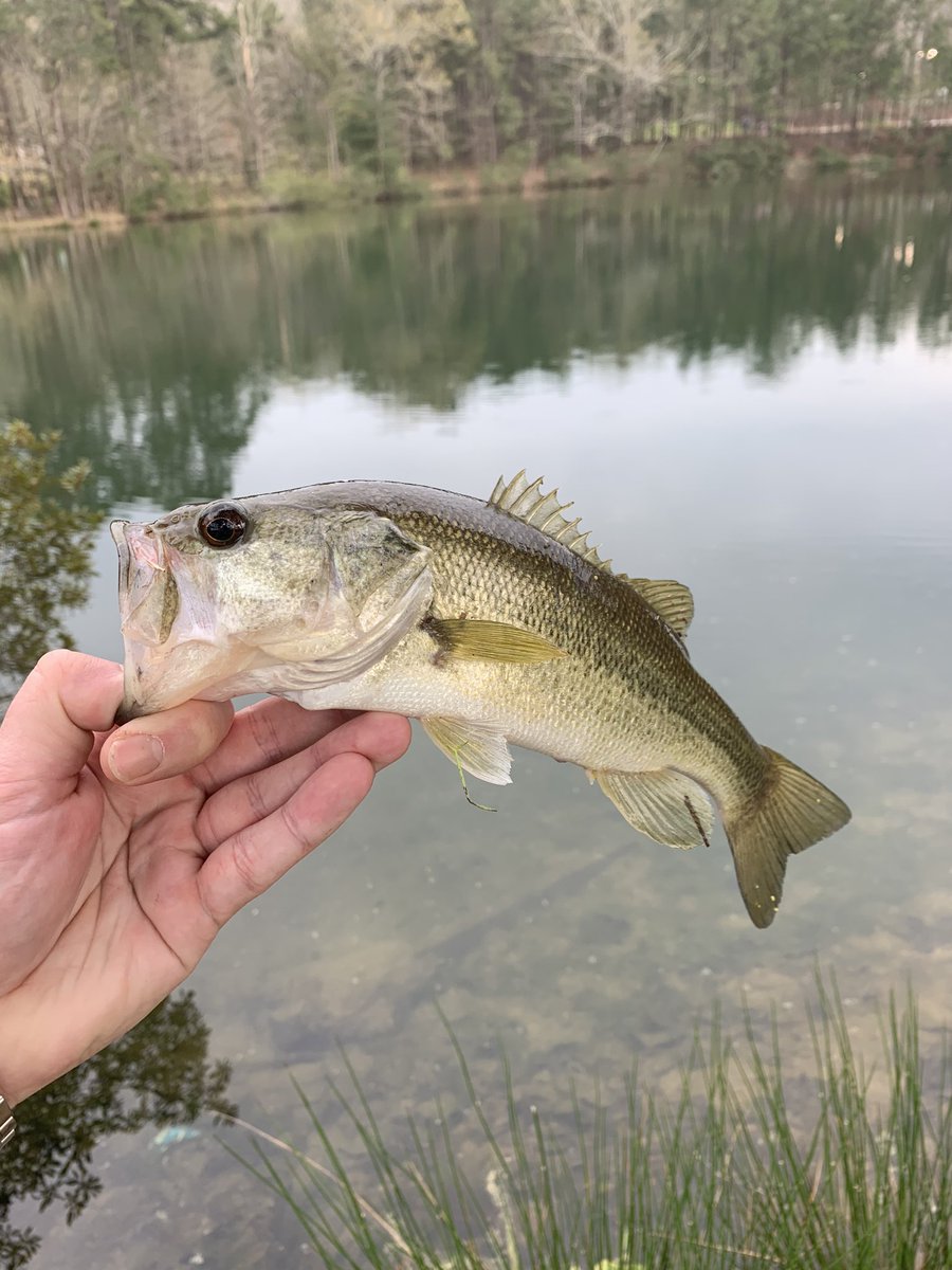 FishingwithD's tweet photo. Productive evening #PanFishDan #OnAngler #PanfishingwithDan @angler_on https://t.co/ah9MPGf6Es