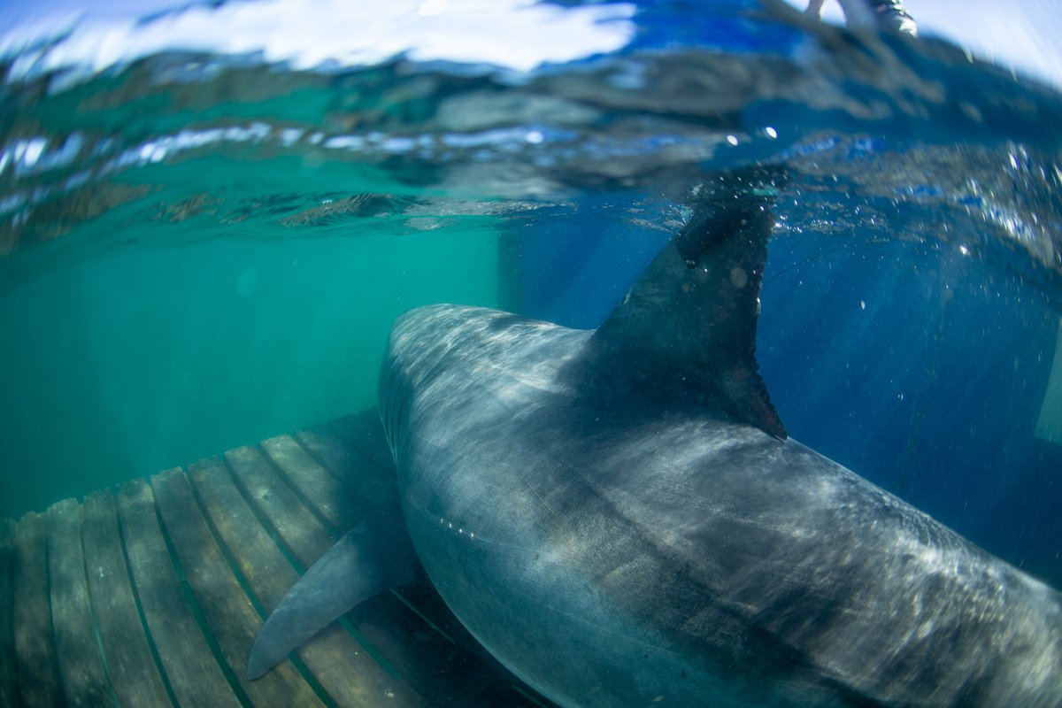 Stay engaged! Our free STEM curriculums are easily downloaded at home and utilize real data OCEARCH and collaborating scientists are gathering to teach students about science, technology, engineering &amp; math. bit.ly/2Wrnin9