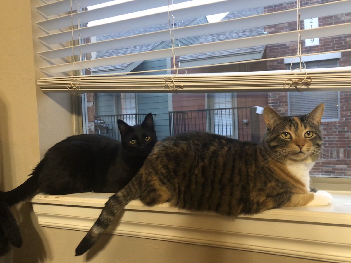 LifeOfPatches1's tweet photo. @toothlessloki and I will be self isolating away from our more floofy roommate for the time being. https://t.co/WzAkw0mSfZ