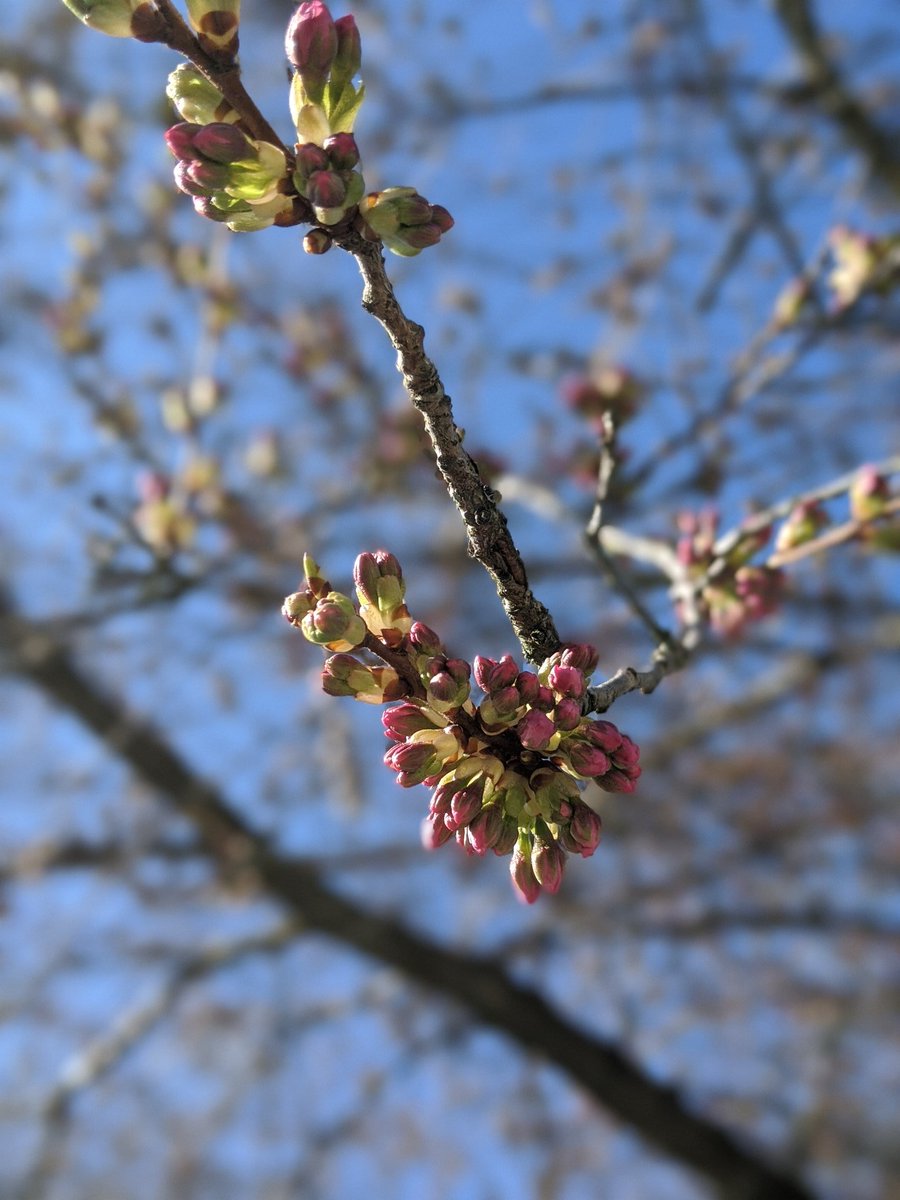 Over the next several weeks these boring looking trees on our street will turn into massive blooms of pink. It's a true wonder of spring and I'll post daily updates here to share it with all of you.  #CherryBlossoms  #CherryBlossomDaily